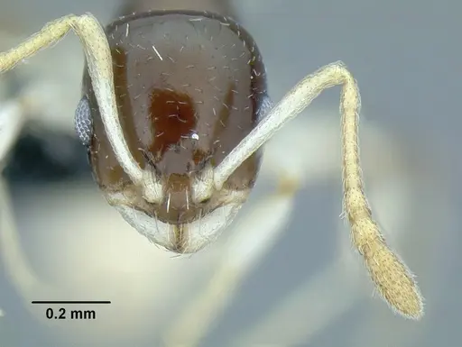Temnothorax harlequina specimen CASENT0756091 image casent0756091_2