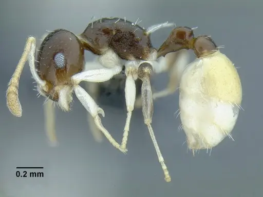Temnothorax harlequina specimen CASENT0756091 image casent0756091_3