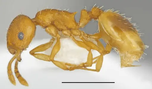 Temnothorax helenae specimen CASENT0763866 image casent0763866_1