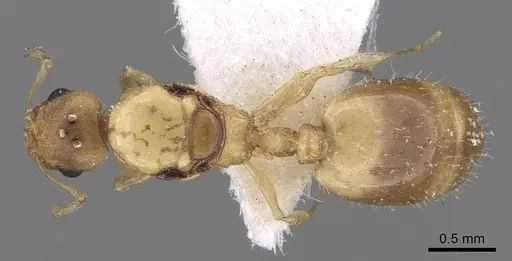 Temnothorax helenae specimen CASENT0906015 image casent0906015_1