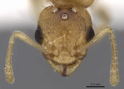 Temnothorax helenae specimen CASENT0906015 image casent0906015_2