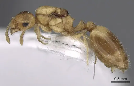 Temnothorax helenae specimen CASENT0906015 image casent0906015_3