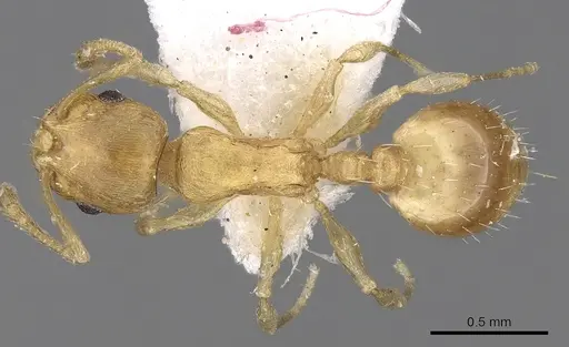 Temnothorax helenae specimen CASENT0906016 image casent0906016_1