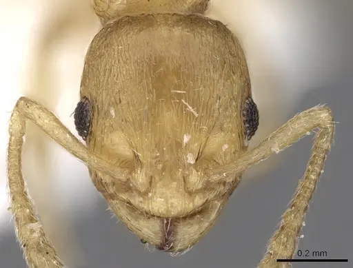 Temnothorax helenae specimen CASENT0906016 image casent0906016_2