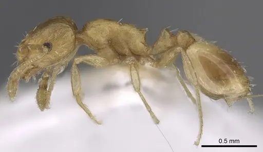 Temnothorax helenae specimen CASENT0906016 image casent0906016_3