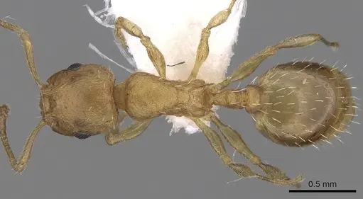 Temnothorax helenae specimen CASENT0906017 image casent0906017_1