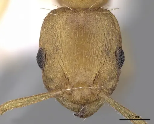 Temnothorax helenae specimen CASENT0906017 image casent0906017_2