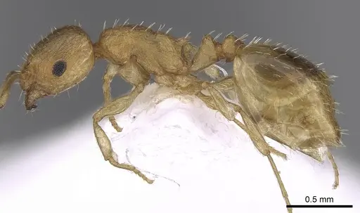 Temnothorax helenae specimen CASENT0906017 image casent0906017_3