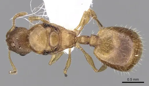 Temnothorax helenae specimen CASENT0906018 image casent0906018_1