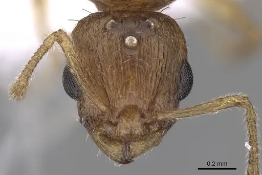 Temnothorax helenae specimen CASENT0906018 image casent0906018_2