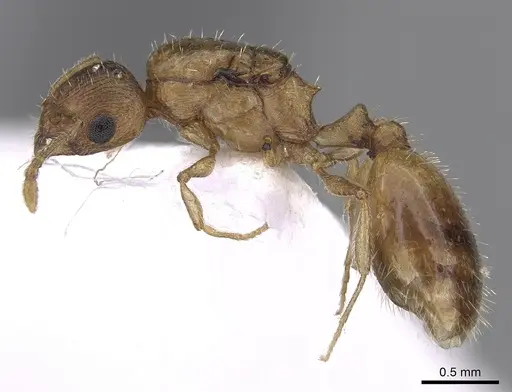 Temnothorax helenae specimen CASENT0906018 image casent0906018_3