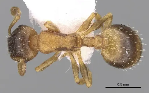 Temnothorax helenae specimen CASENT0906021 image casent0906021_1