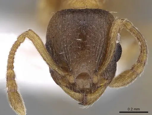 Temnothorax helenae specimen CASENT0906021 image casent0906021_2