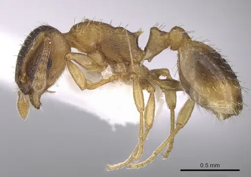Temnothorax helenae specimen CASENT0906021 image casent0906021_3