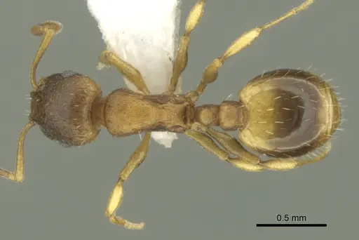 Temnothorax helenae specimen CASENT0906680 image casent0906680_1