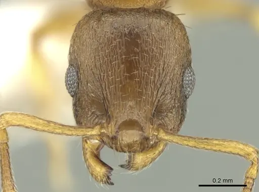 Temnothorax helenae specimen CASENT0906680 image casent0906680_2