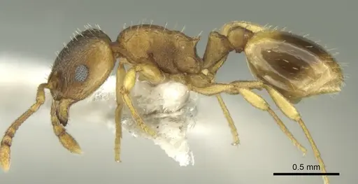 Temnothorax helenae specimen CASENT0906680 image casent0906680_3