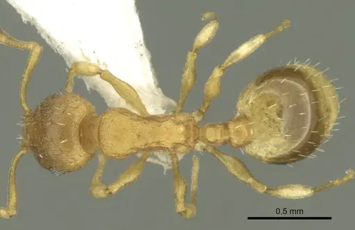 Temnothorax helenae specimen CASENT0906681 image casent0906681_1