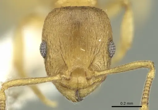 Temnothorax helenae specimen CASENT0906681 image casent0906681_2