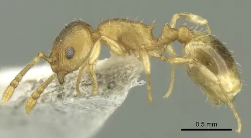 Temnothorax helenae specimen CASENT0906681 image casent0906681_3