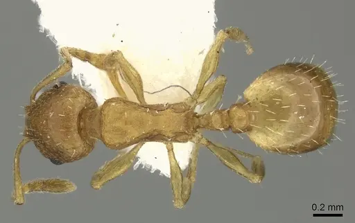 Temnothorax helenae specimen CASENT0906695 image casent0906695_1