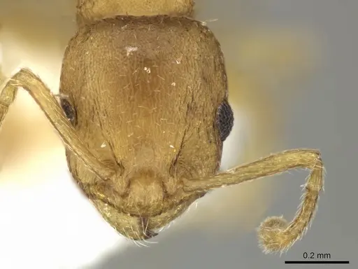 Temnothorax helenae specimen CASENT0906695 image casent0906695_2