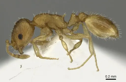 Temnothorax helenae specimen CASENT0906695 image casent0906695_3