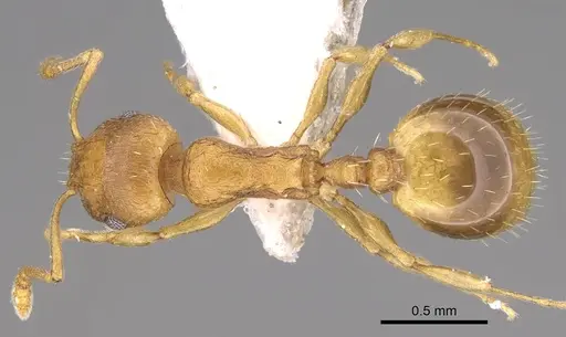 Temnothorax helenae specimen CASENT0914697 image casent0914697_1