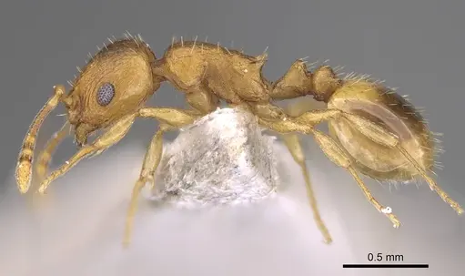 Temnothorax helenae specimen CASENT0914697 image casent0914697_3