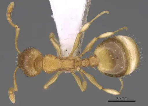 Temnothorax helenae specimen CASENT0914698 image casent0914698_1