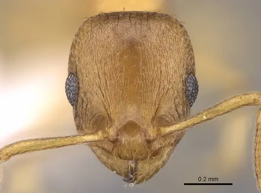 Temnothorax helenae specimen CASENT0914698 image casent0914698_2