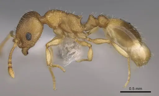 Temnothorax helenae specimen CASENT0914698 image casent0914698_3