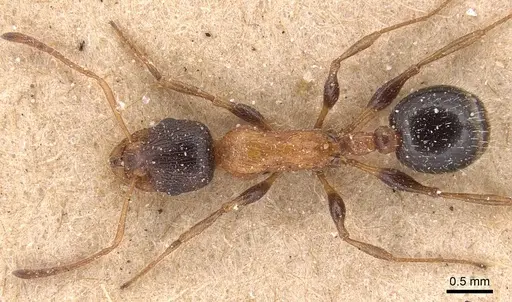Temnothorax hesperius specimen CASENT0904736 image casent0904736_1