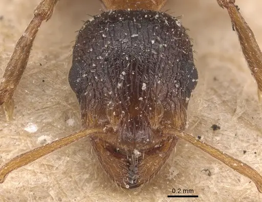 Temnothorax hesperius specimen CASENT0904736 image casent0904736_2