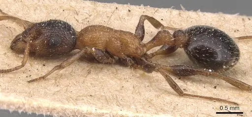 Temnothorax hesperius specimen CASENT0904736 image casent0904736_3