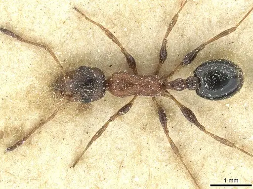 Temnothorax hesperius specimen CASENT0912947 image casent0912947_1