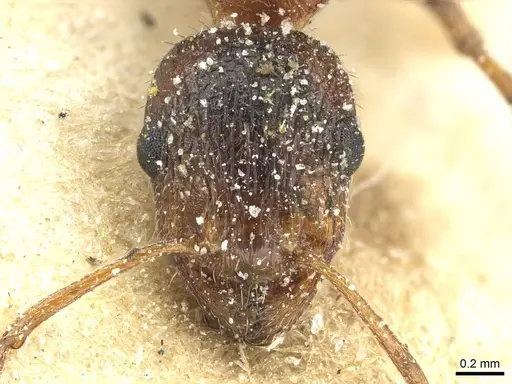 Temnothorax hesperius specimen CASENT0912947 image casent0912947_2