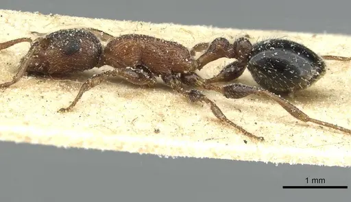 Temnothorax hesperius specimen CASENT0912947 image casent0912947_3