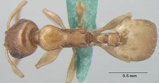 Temnothorax himachalensis specimen ANTWEB1008014 image antweb1008014_1