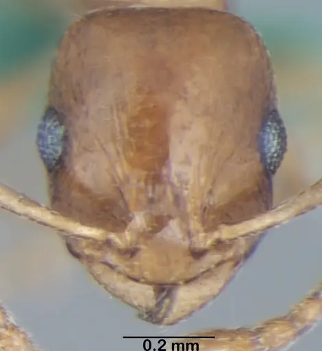 Temnothorax himachalensis specimen ANTWEB1008014 image antweb1008014_2