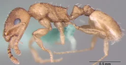 Temnothorax himachalensis specimen ANTWEB1008014 image antweb1008014_3