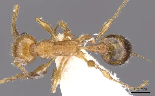 Temnothorax hispaniolae specimen CASENT0901799 image casent0901799_1