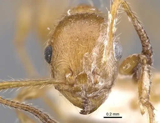 Temnothorax hispaniolae specimen CASENT0901799 image casent0901799_2