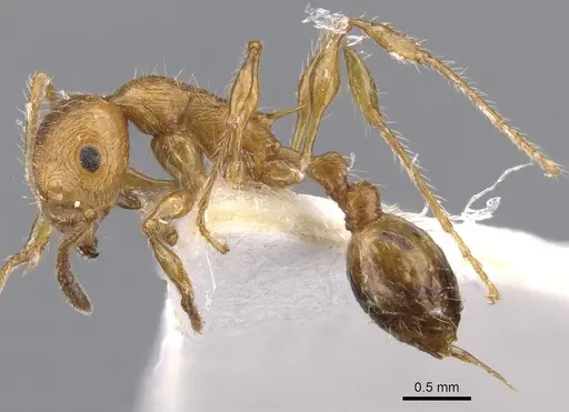 Temnothorax hispaniolae specimen CASENT0901799 image casent0901799_3