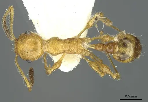 Temnothorax hispaniolae specimen CASENT0912948 image casent0912948_1