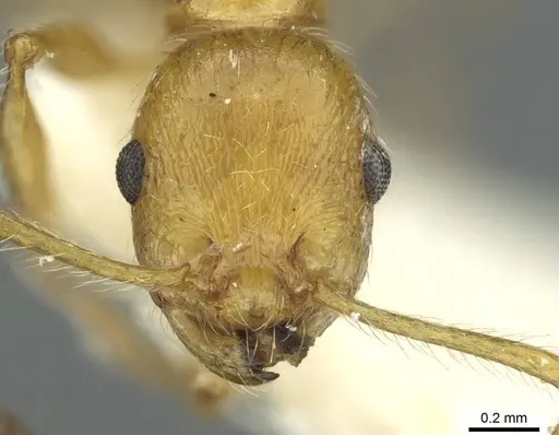 Temnothorax hispaniolae specimen CASENT0912948 image casent0912948_2