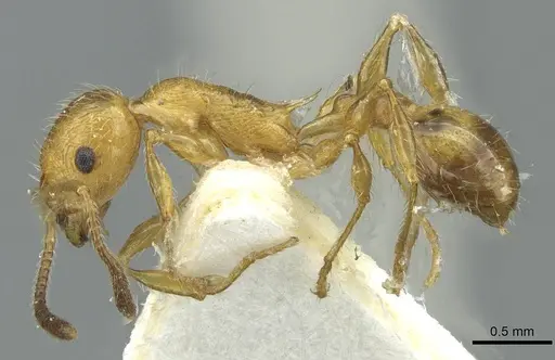 Temnothorax hispaniolae specimen CASENT0912948 image casent0912948_3