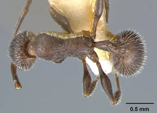 Temnothorax hispidus specimen CASENT0105861 image casent0105861_1