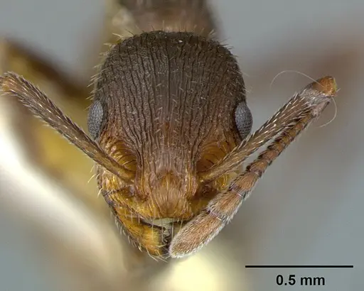 Temnothorax hispidus specimen CASENT0105861 image casent0105861_2