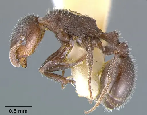 Temnothorax hispidus specimen CASENT0105861 image casent0105861_3